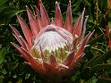 Protea King